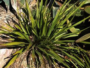 Vivers Càrex - Yucca rupicola